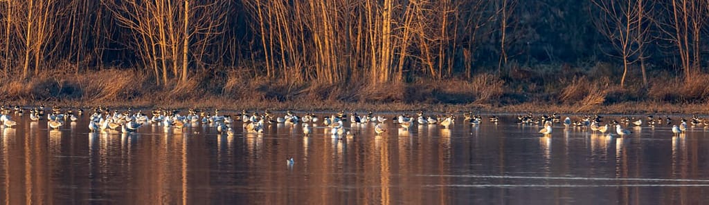Groep vogels in de avondzon