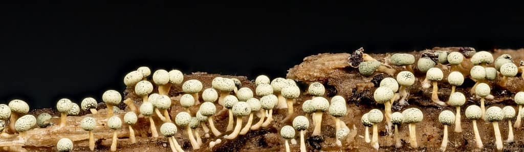 Physarum globuliferum, Bolkalkkopje