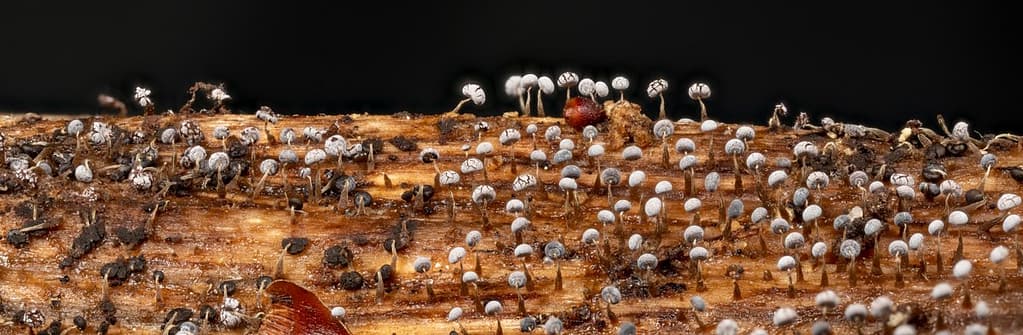 Physarum leucophaeum, Grijswit kalkkopje