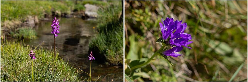 Bloemen Vallée de Soulcem