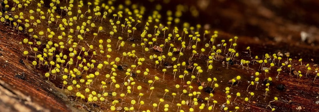 Physarum viride, Geelgroen kalkkopje