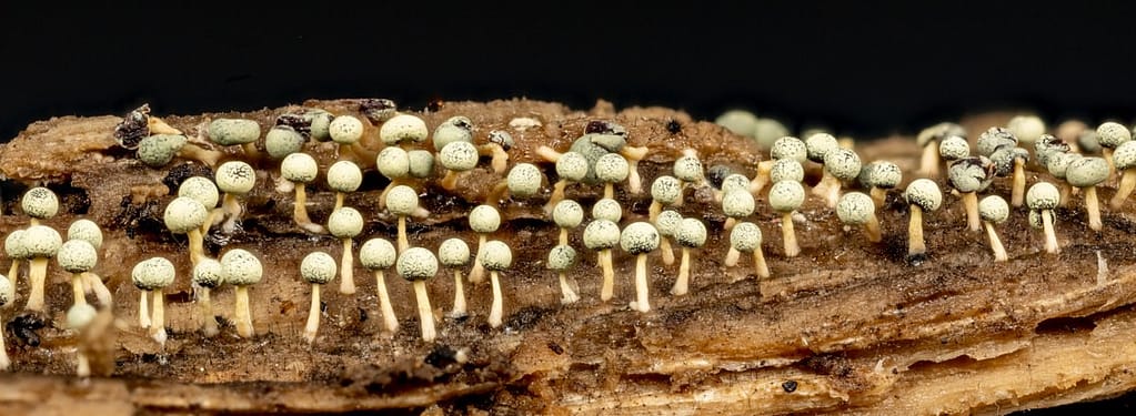 Physarum globuliferum, Bolkalkkopje