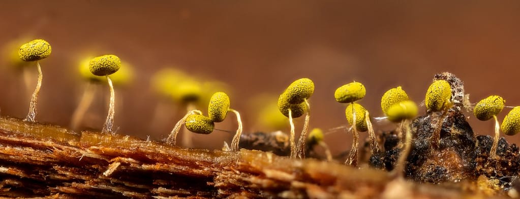 Physarum viride, Geelgroen kalkkopje