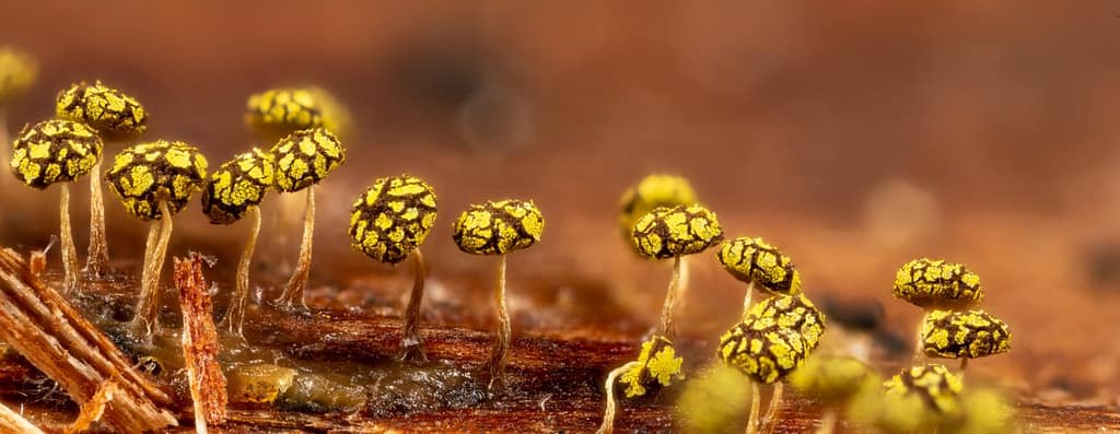 Physarum viride, Geelgroen kalkkopje