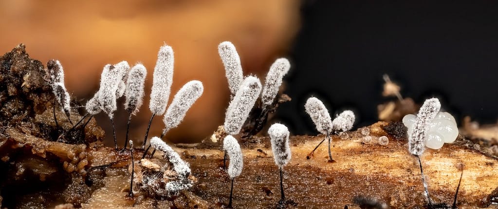 Slijmzwam beschimmeld