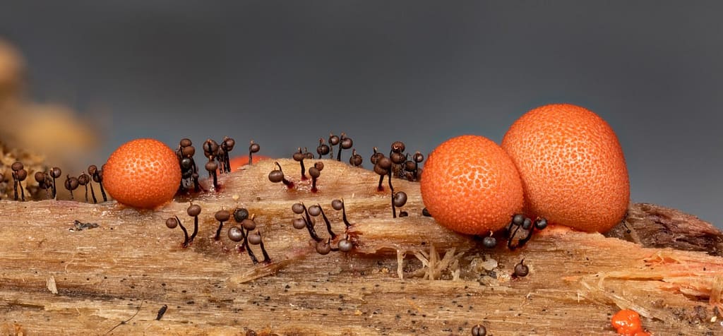 Cibraria cancellata, Knikkend lantaarntje