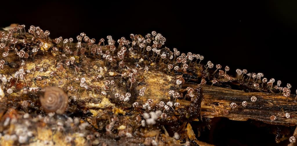 Physarum leucophaeum, Grijswit kalkkopje