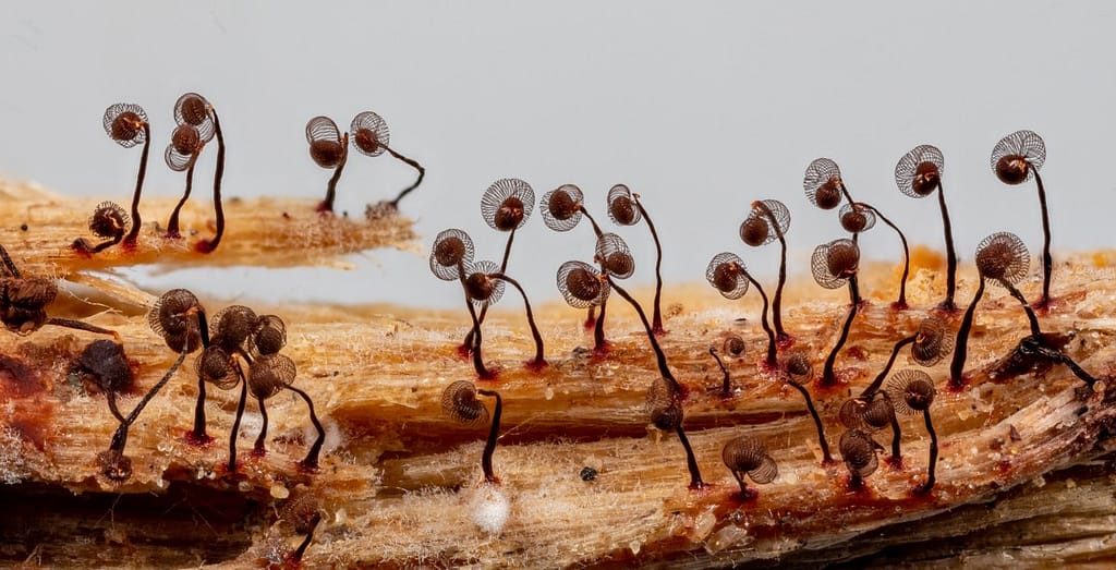 Cibraria cancellata, Knikkend lantaarntje