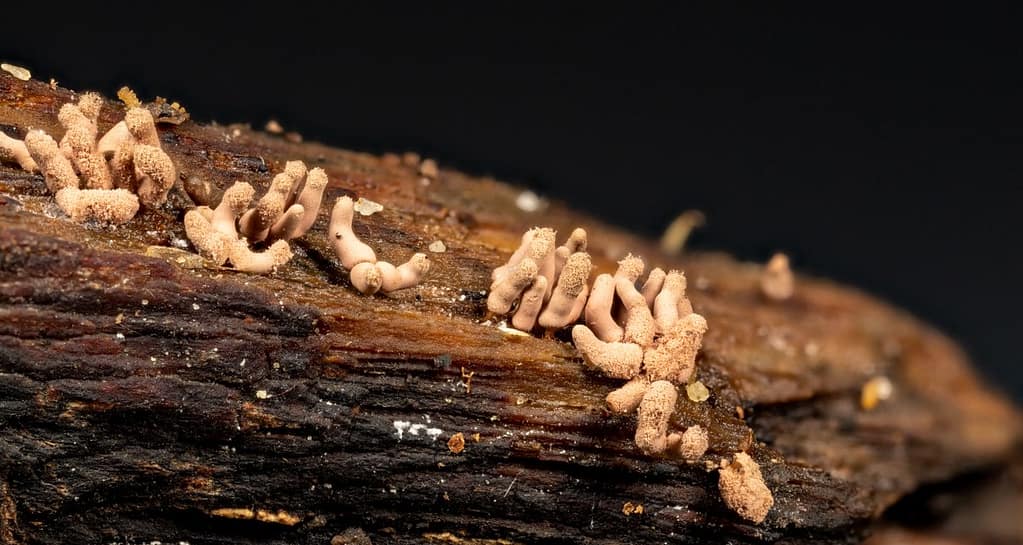 Arcyria stipata, Worstnetwatje