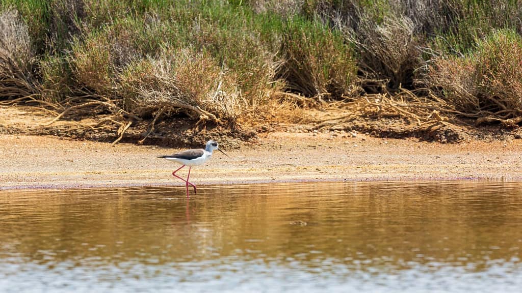 Himantopus himantopus, Steltkluut