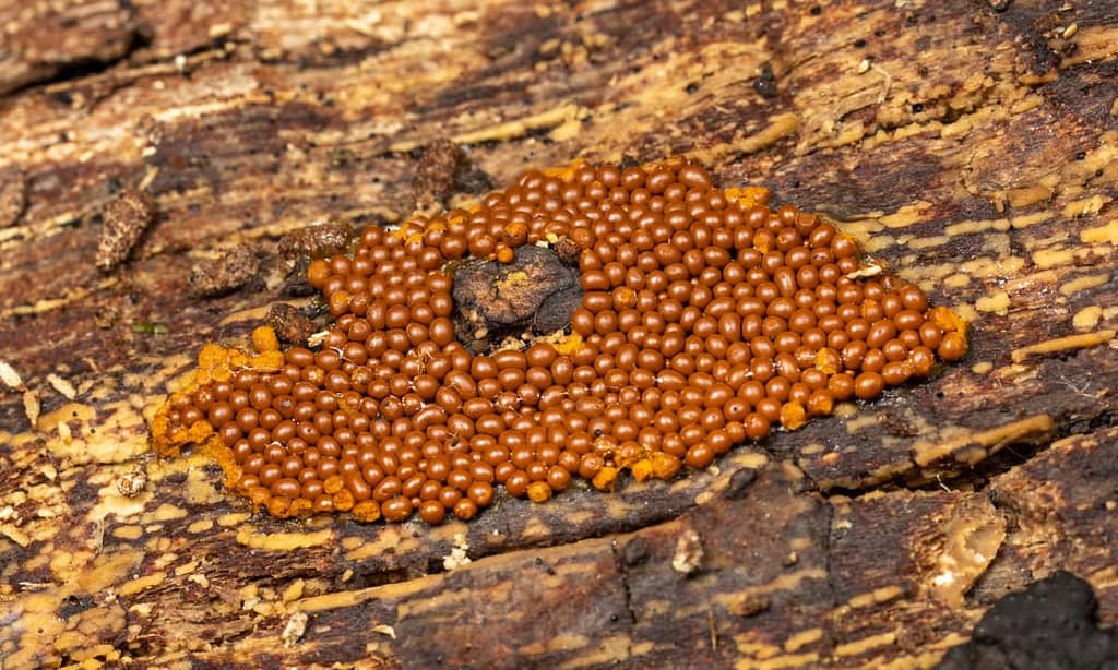 Trichia Varia, Fopdraadwatje