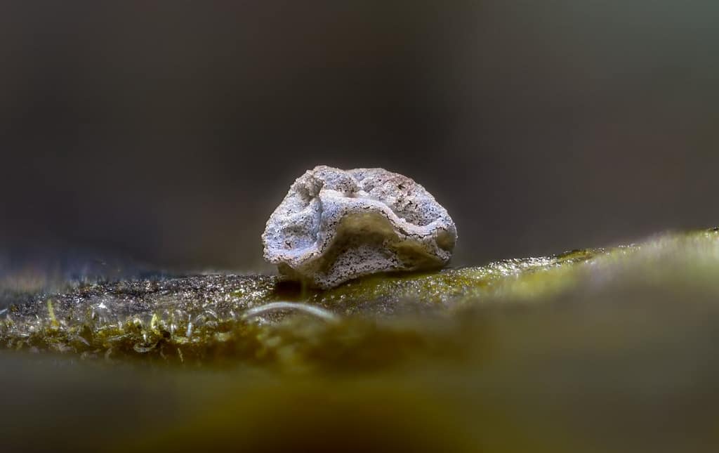 Didymium