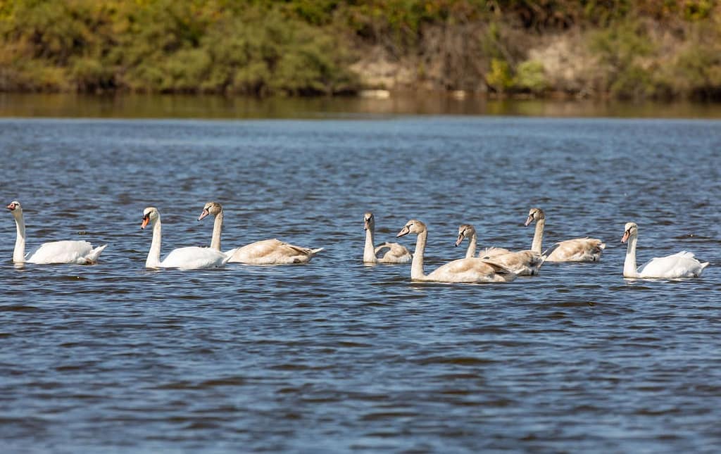 Cygnus olor, Knobbelzwaan