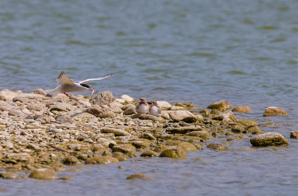 Sterna Hirundo, Visdief