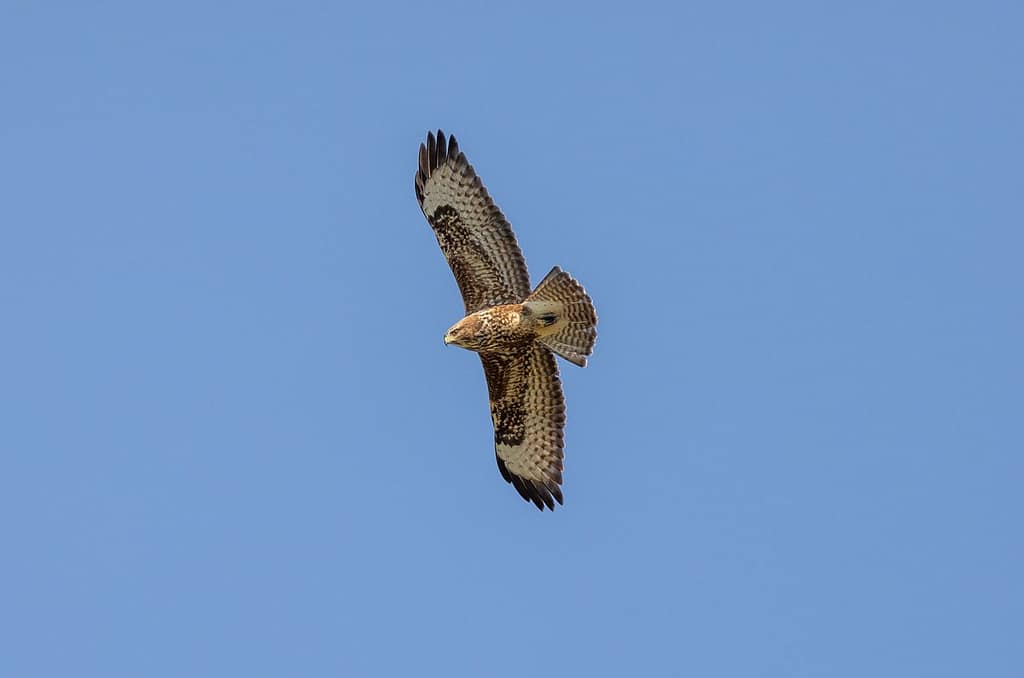 Buteo buteo, Buizerd