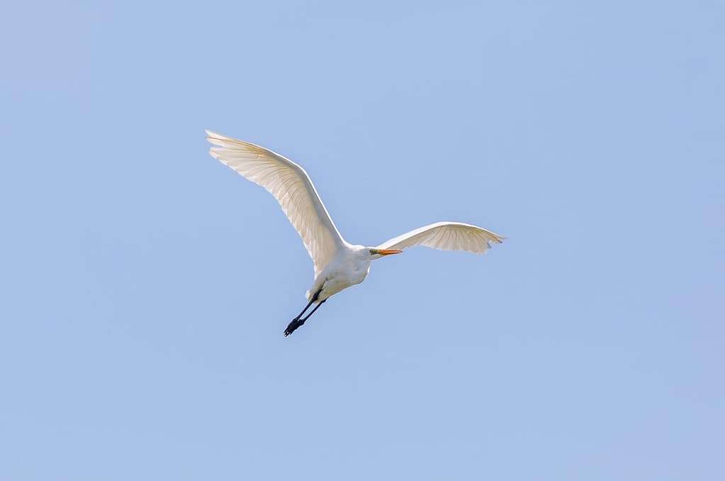 Ardea alba, Grote zilverreiger