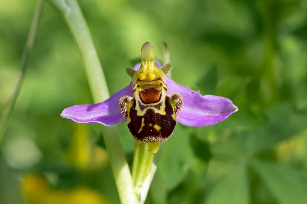 Ophrys Apifera, Bijenorchis