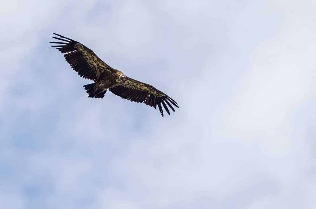 Gyps fulvus, Vale gier