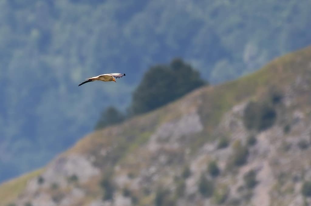 Neophron percnopterus, Aasgier