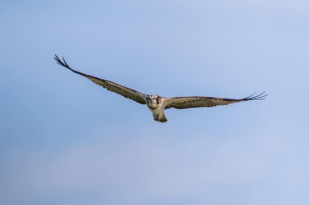 Pandion haliaetus, Visarend