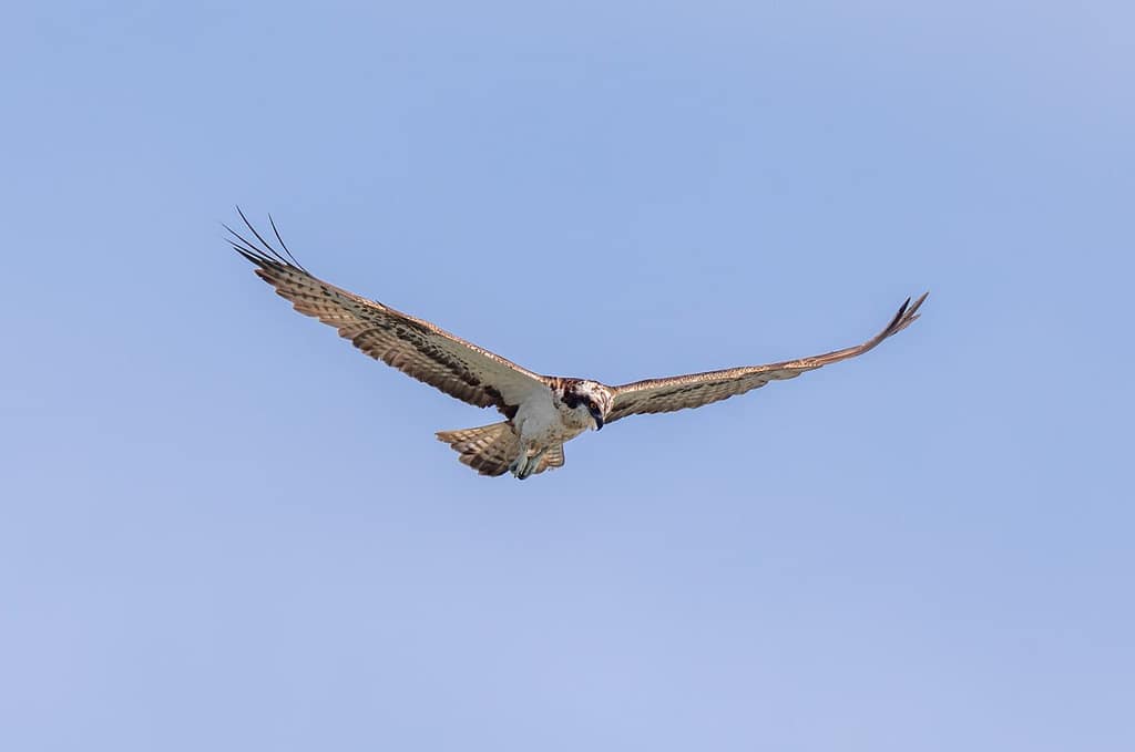 Pandion haliaetus, Visarend