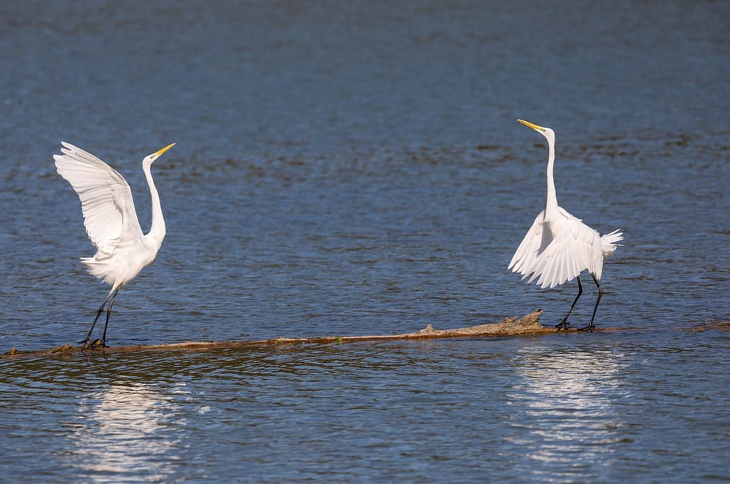 Ardea alba, Grote zilverreiger