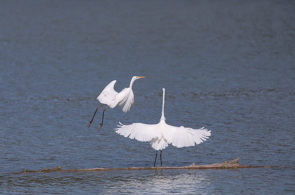 Ardea alba, Grote zilverreiger