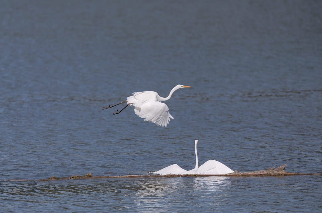 Ardea alba, Grote zilverreiger