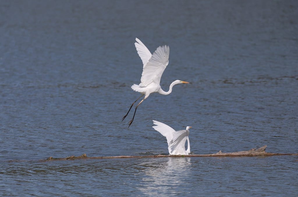 Ardea alba, Grote zilverreiger