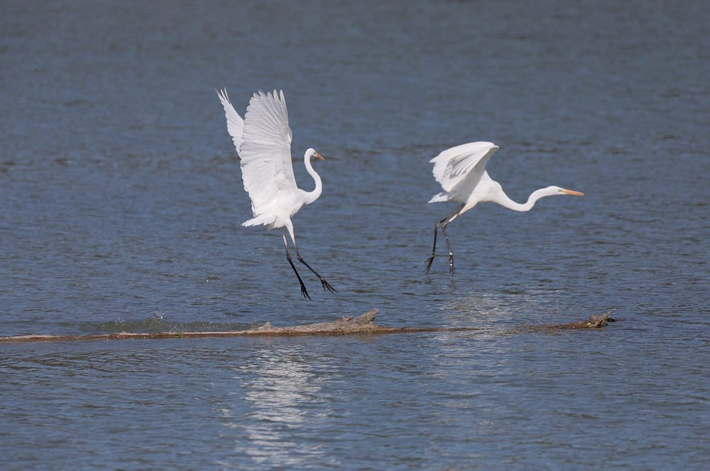 Ardea alba, Grote zilverreiger