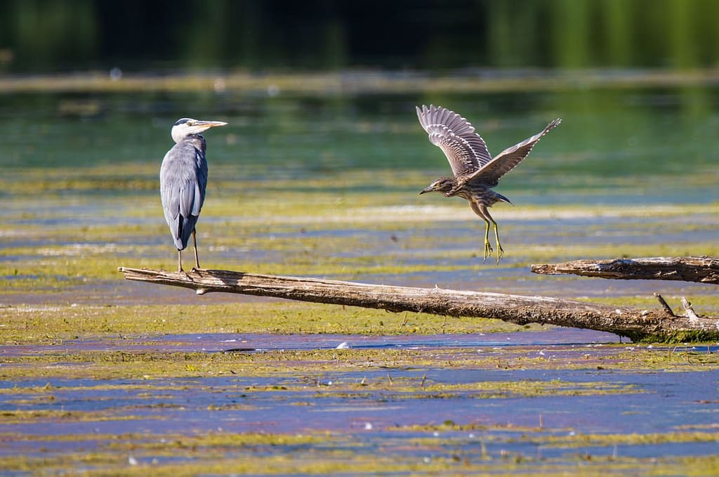 Ardeola ralloides, Ralreiger