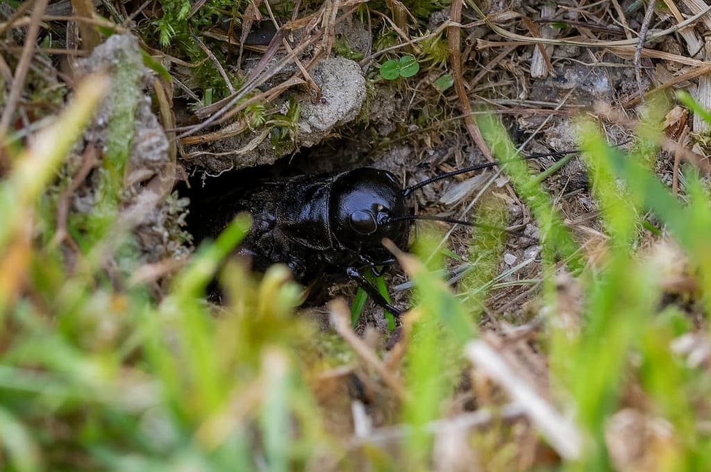 Gryllus campestris, Veldkrekel