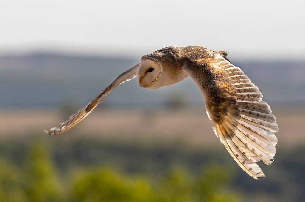 Tyto alba, Kerkuil