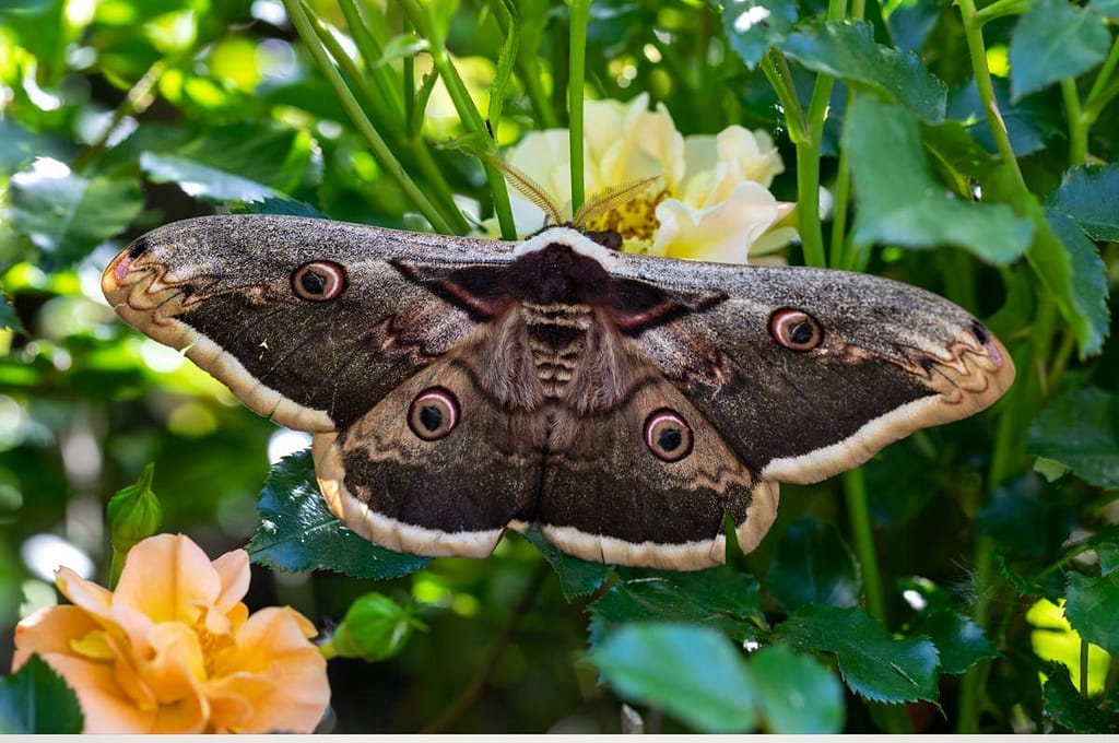 Saturnia pyri, Grote nachtpauwoog
