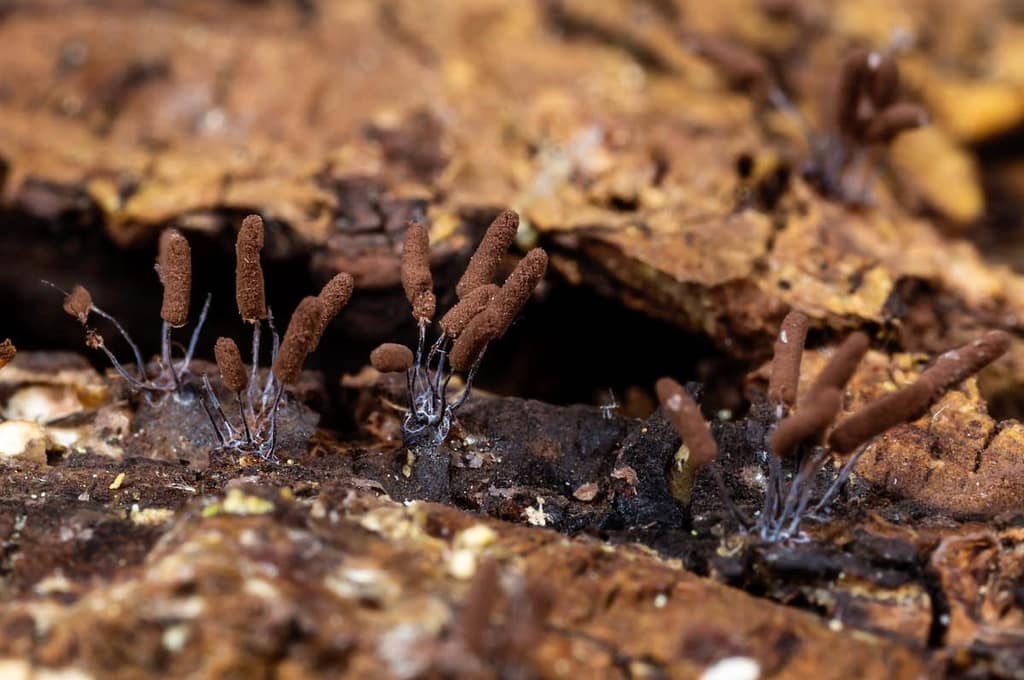 Stemonitopsis typhina, Zilveren schijnpluimpje