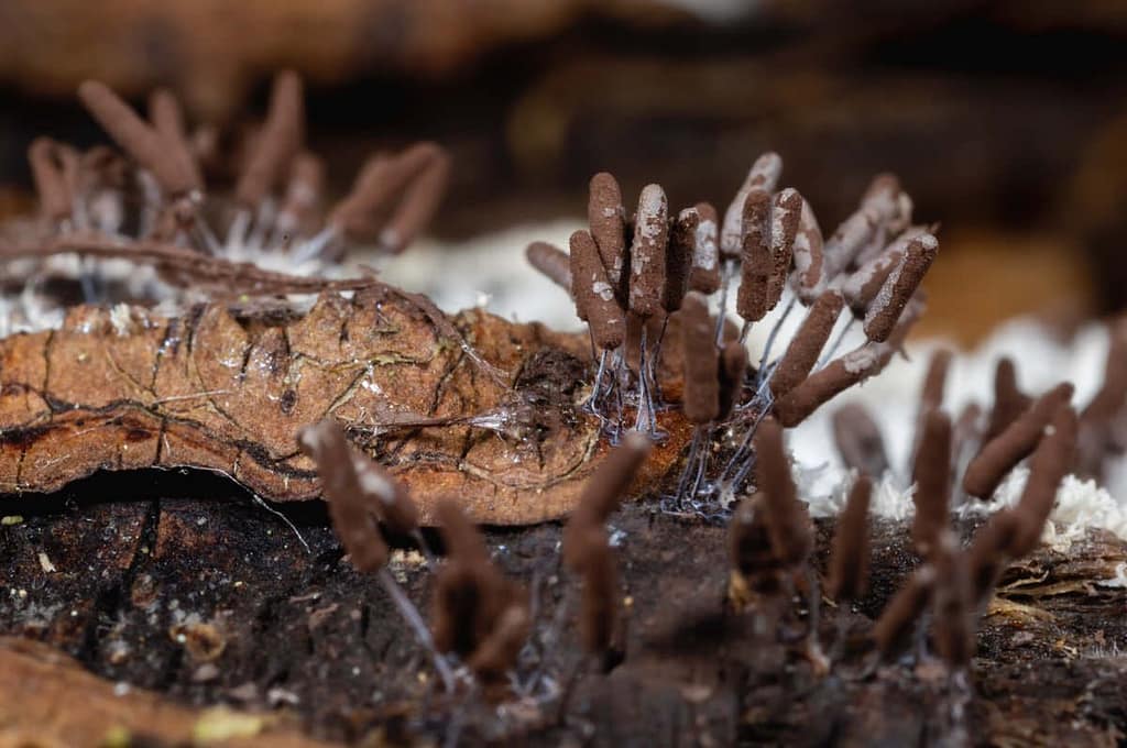 Stemonitopsis typhina, Zilveren schijnpluimpje