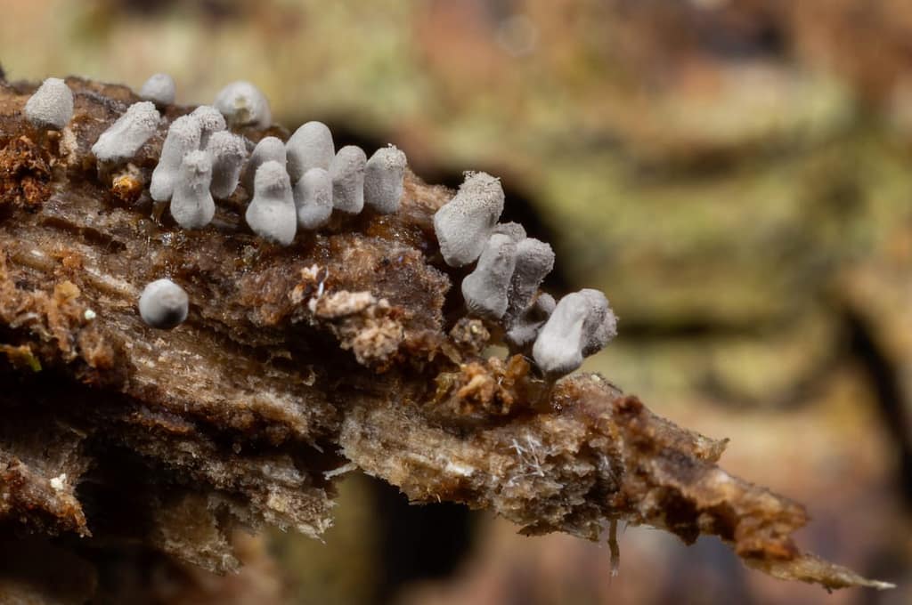 Arcyria cinerea, Asgruaw netwatje