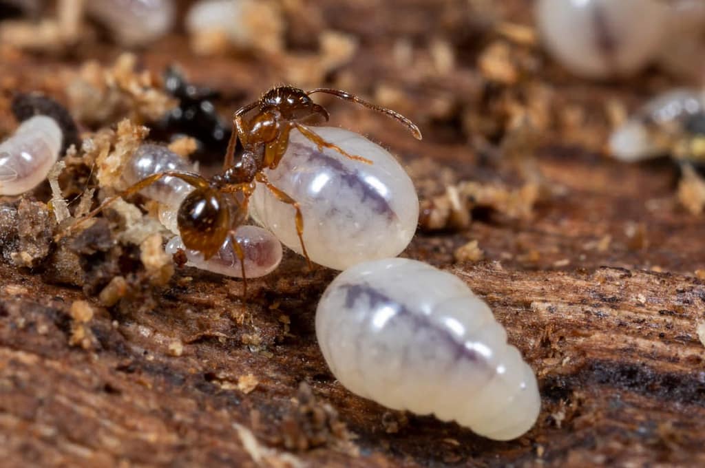 Myrmica rubra, Gewone steeekmier