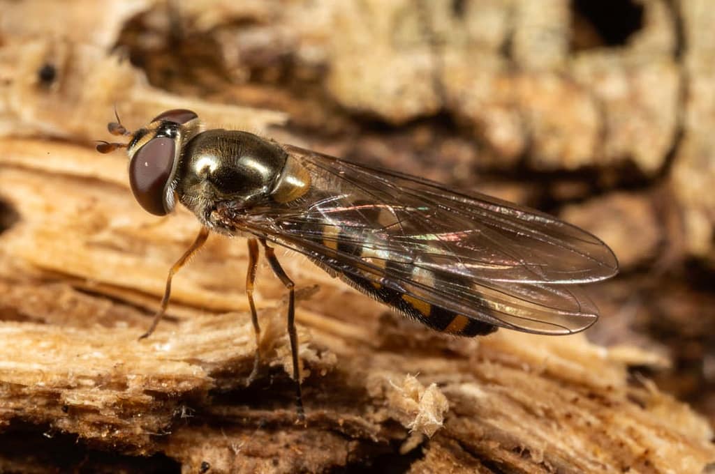 Meliscaeva auricollis, Variabel elfje