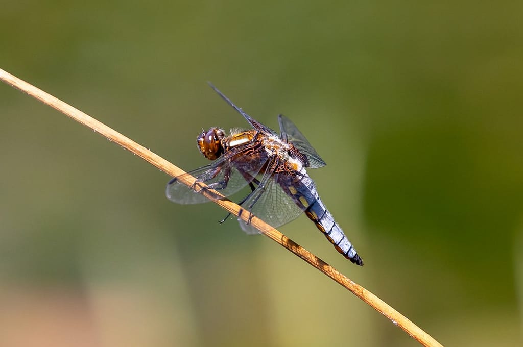 Libellulla depressa of Platbuik