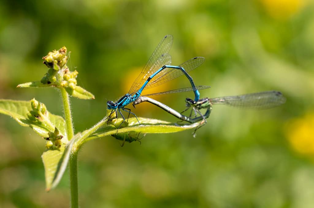 Coenagrion paella, Azuurwaterjuffer