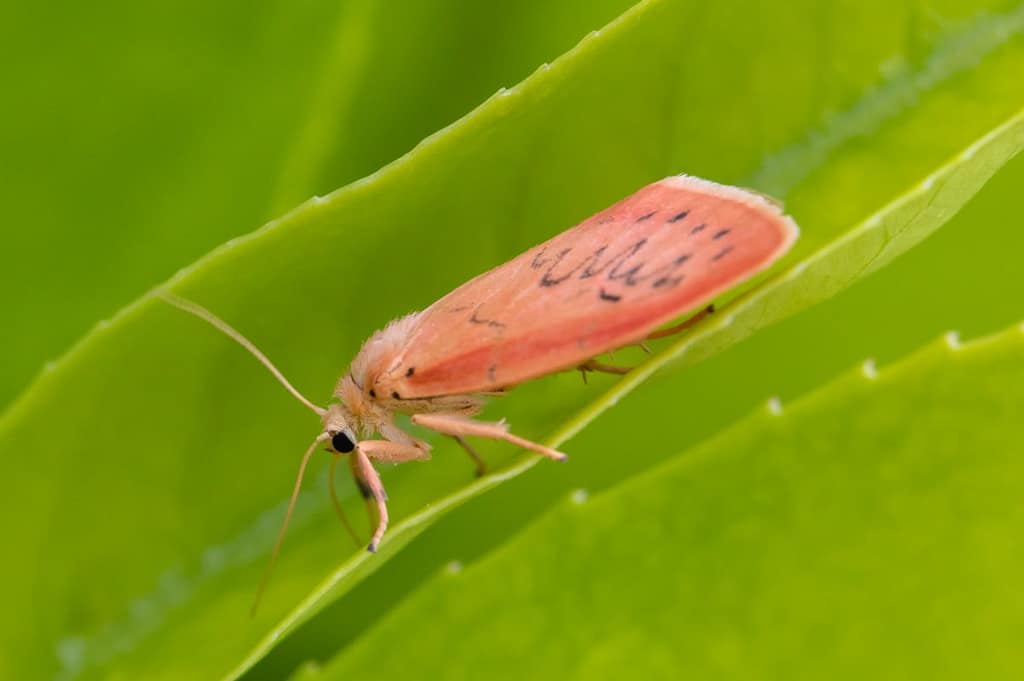 Miltochrista miniata, Rozenblaadje
