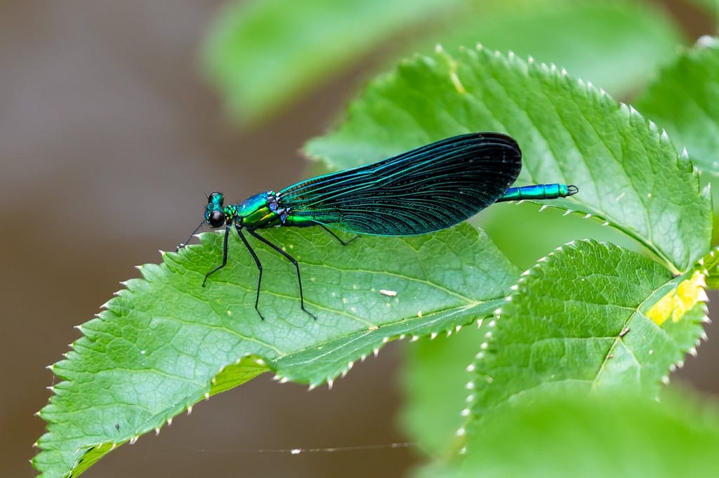 Calopteryx splendens, Weidebeekjuffer