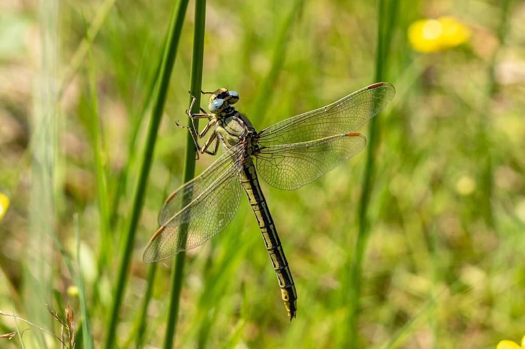 Gomphus Pulchellus, Plasrombout