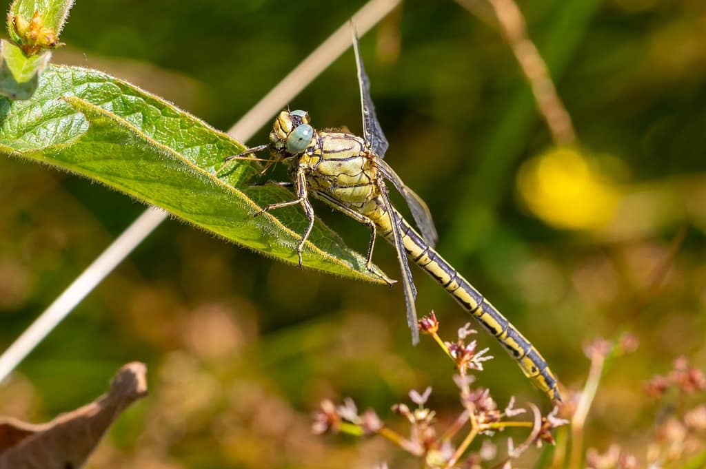 Gomphus Pulchellus, Plasrombout