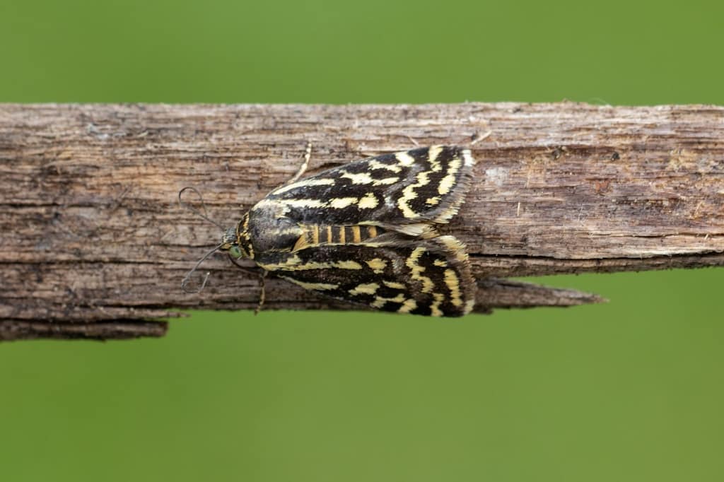 Acontia trabealis, Panteruiltje