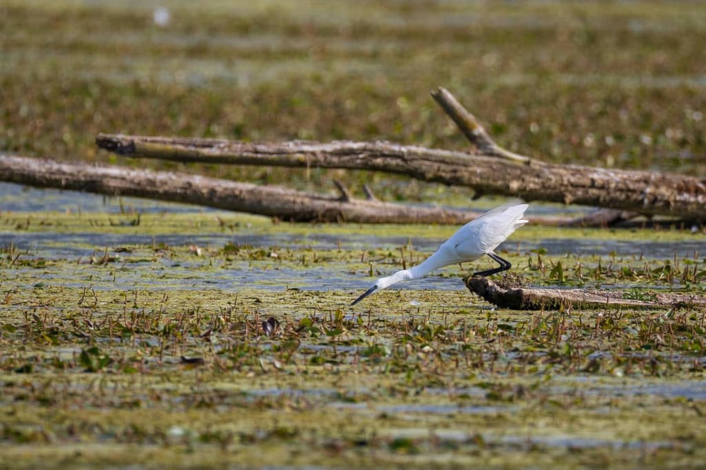 Egretta garzetta, Kleine zilverreiger