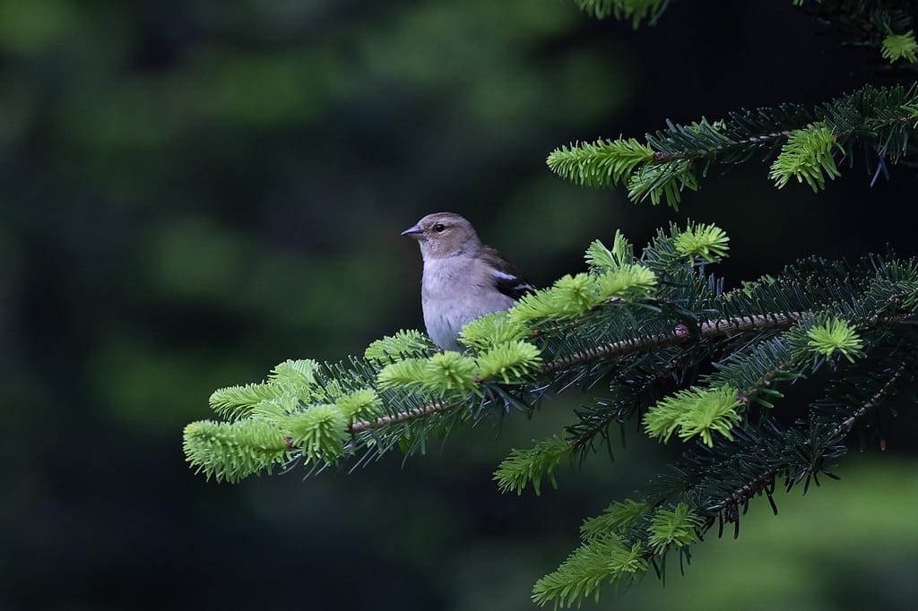 Fringilla coelebs - Vink