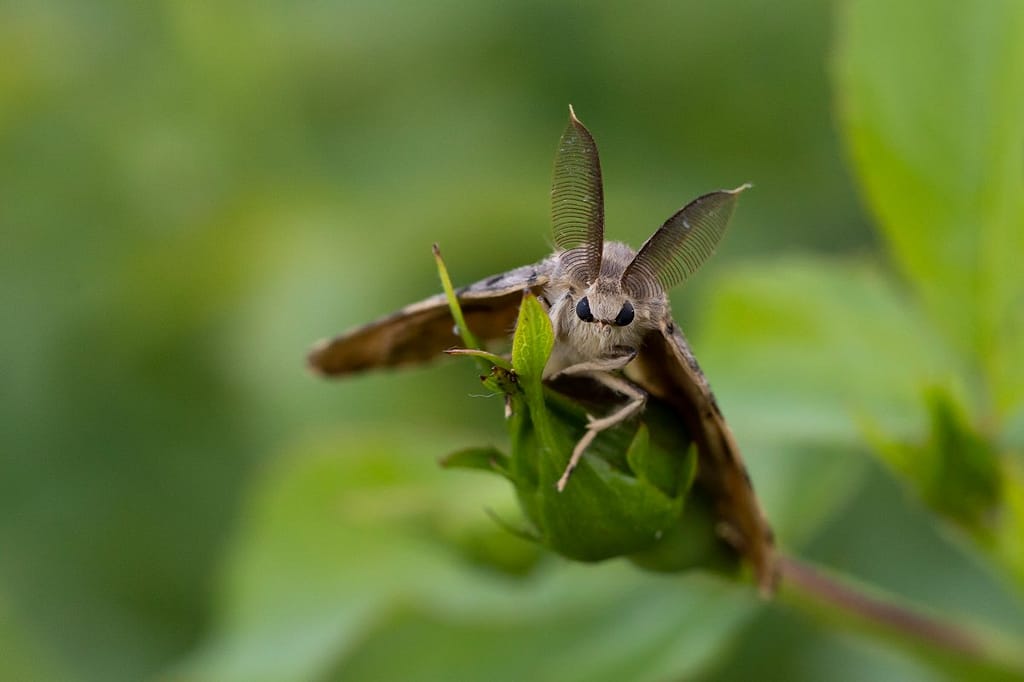 Lymantria dispar, Plakker