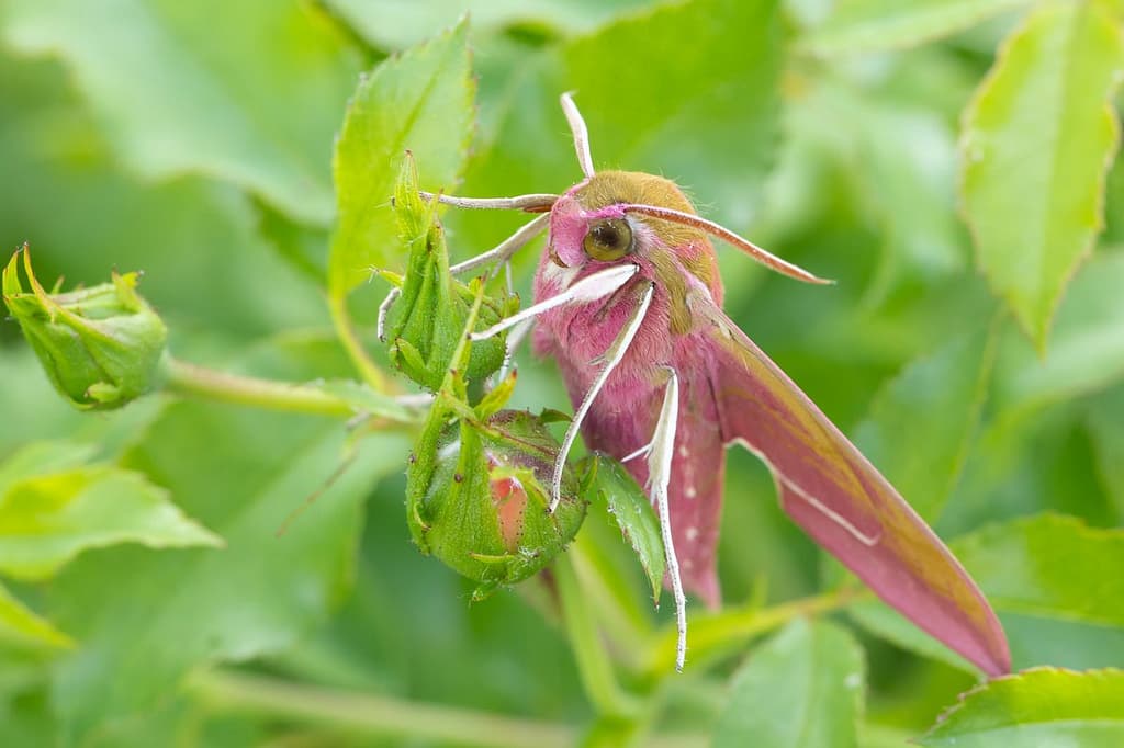 Deilephila elpenor, Groot avondrood